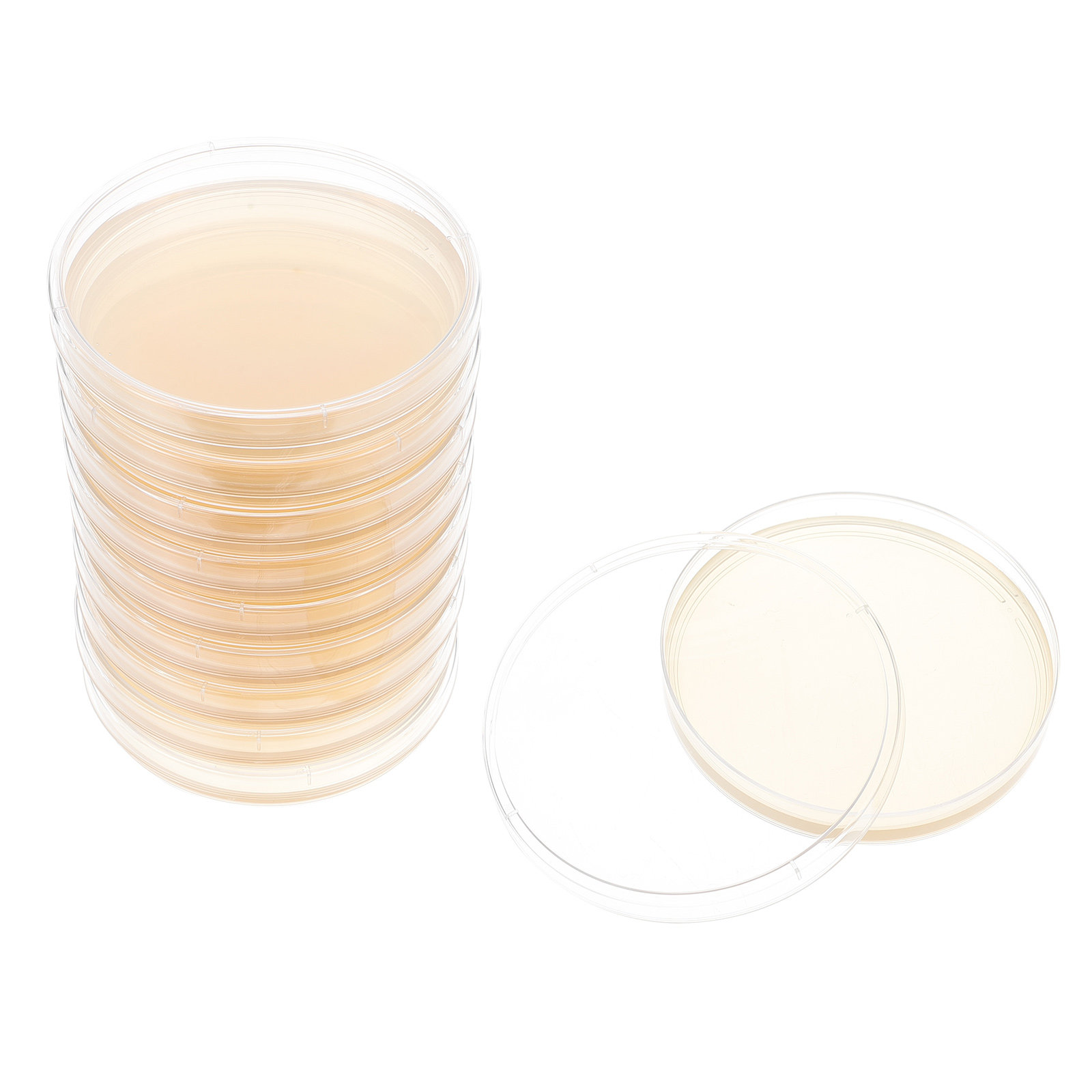 10pcs Nutrient Agar Plates Pre - Science Project のレビューと価格
