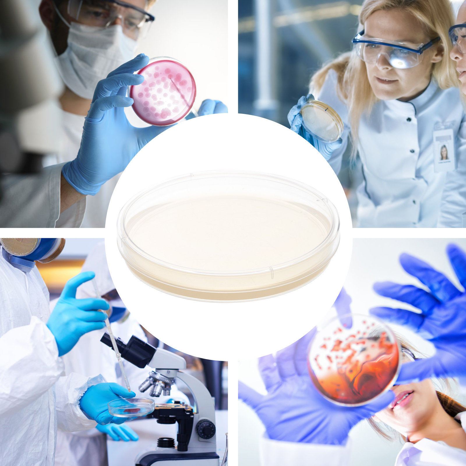 10pcs Nutrient Agar Plates Pre - Science Project のレビューと価格