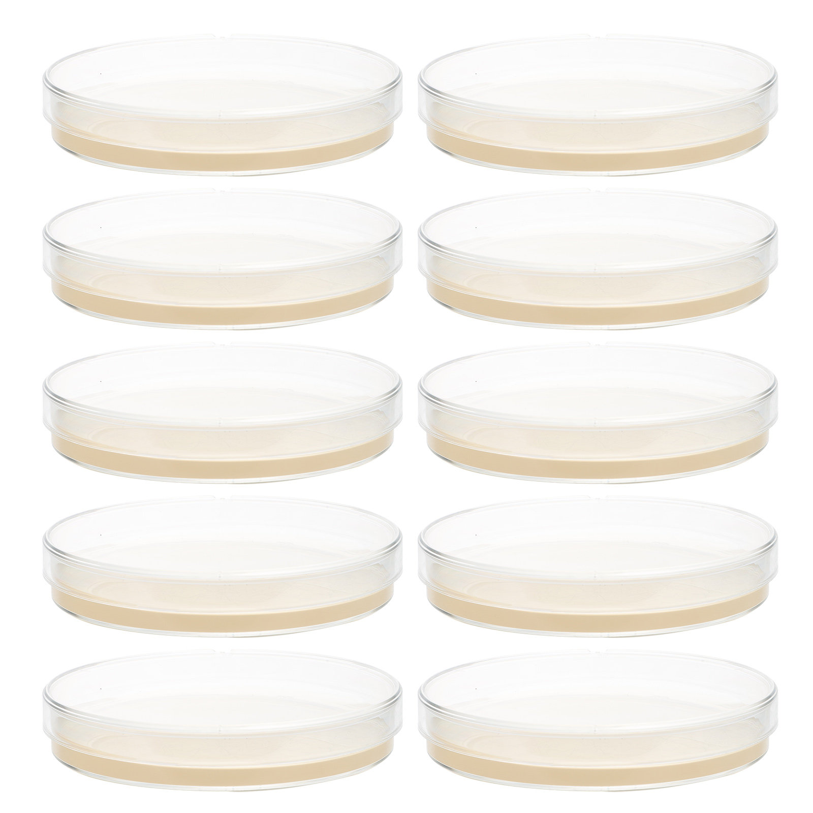 10pcs Nutrient Agar Plates Pre - Science Project のレビューと価格